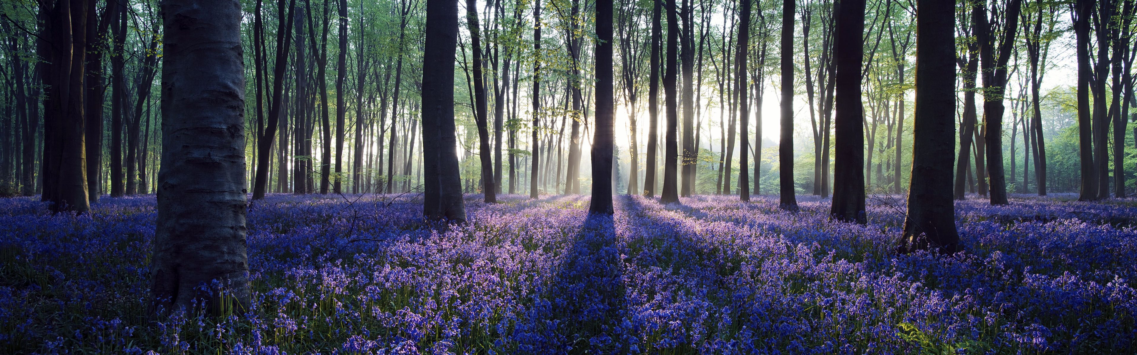 Dawn in bluebell woodland (Hyacinthoides non-scripta), Hampshire, England, U.K.